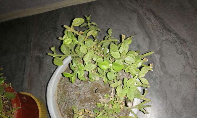 吊兰怎样才能长得矮粗？如何控制吊兰的生长形态？