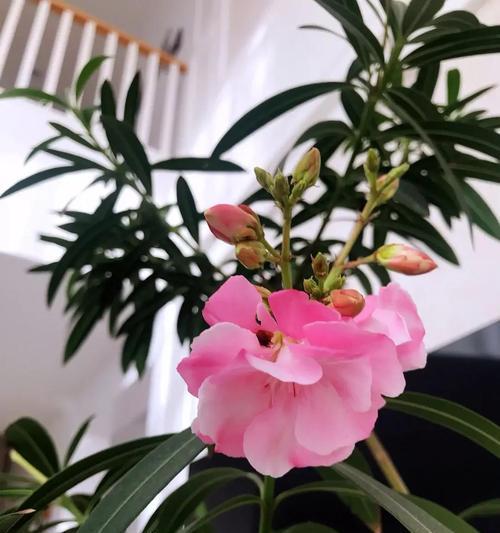 进口花有哪些种类？它们的养护方法有何不同？