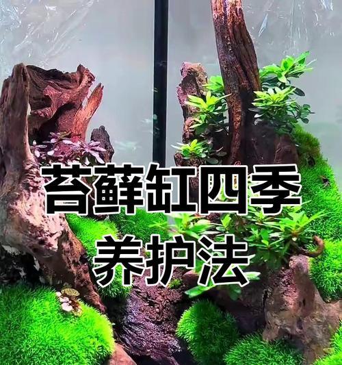 苔藓的养殖方法是什么？如何保持其生长？