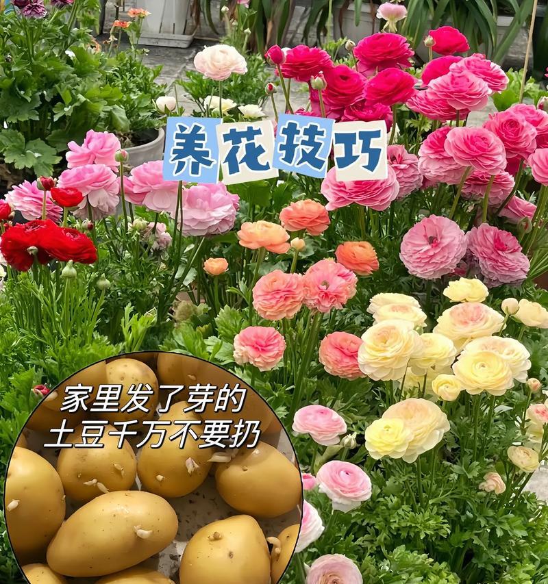 花卉种植市场前景分析？哪些品种最有潜力？
