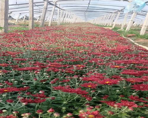 花卉种植市场前景分析？哪些品种最有潜力？