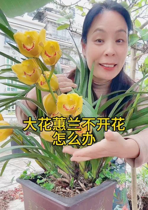 蕙兰养殖的正确方法是什么？蕙兰养殖有哪些技巧？