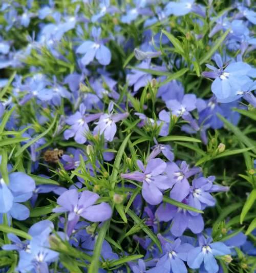 国外流行的鲜花品种有哪些？它们的特色是什么？
