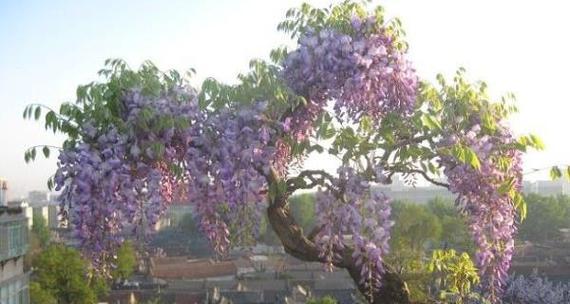 紫藤花的种植步骤是什么？如何进行修剪和管理？