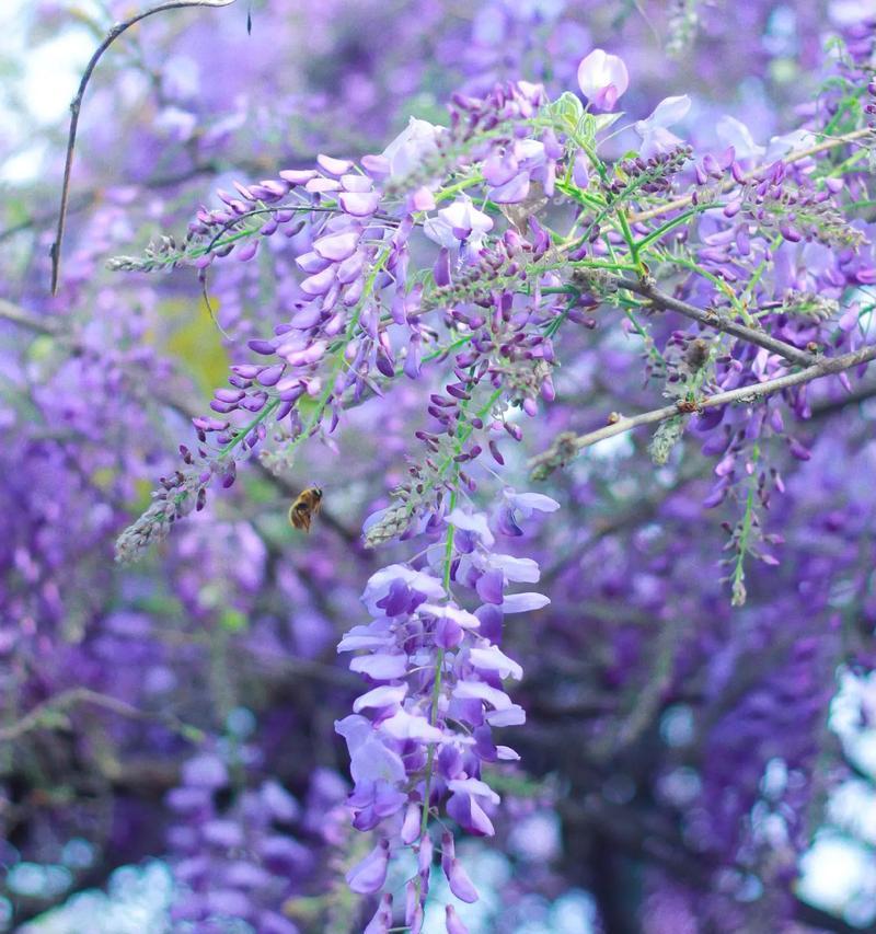 紫藤花的种植步骤是什么？如何进行修剪和管理？