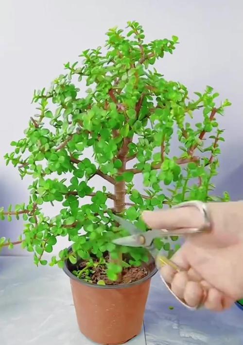 金枝玉叶修剪的最佳时机和方法是什么？