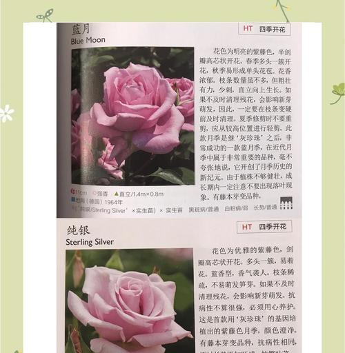 月季花的培育方法和常见问题？