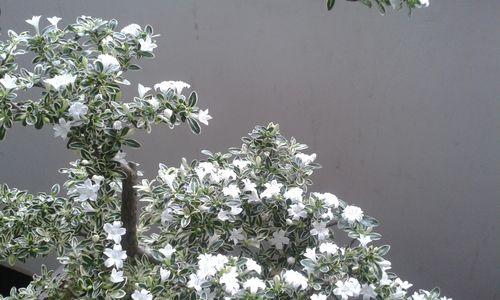 金琥切顶繁殖的步骤是什么？