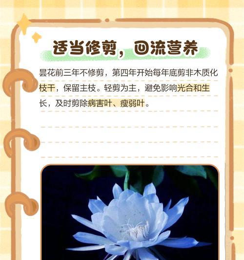 昙花的养护技巧和常见问题有哪些？