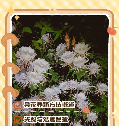 昙花的养护技巧和常见问题有哪些？