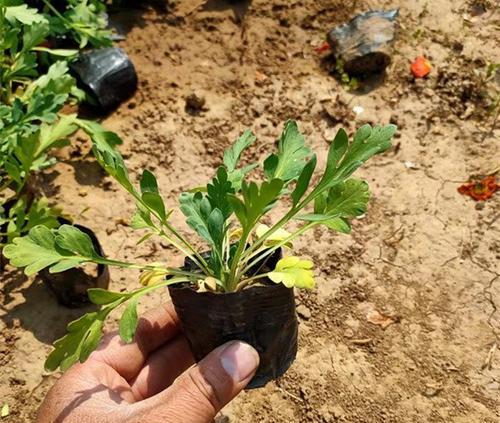 虞美人盆栽种植步骤是什么？如何管理？