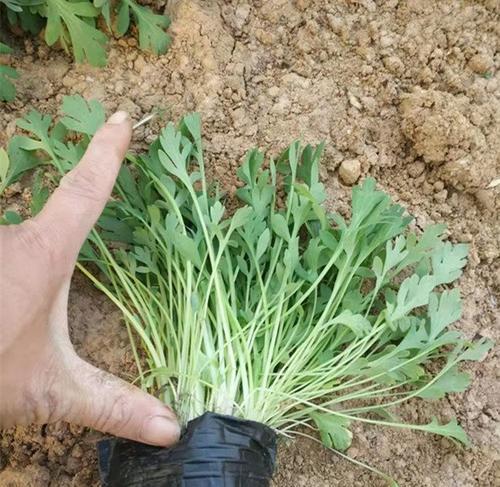 虞美人盆栽种植步骤是什么？如何管理？
