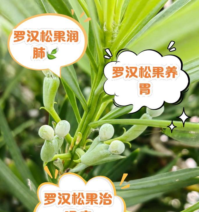 罗汉松有哪些新品种？它们的市场价值如何？