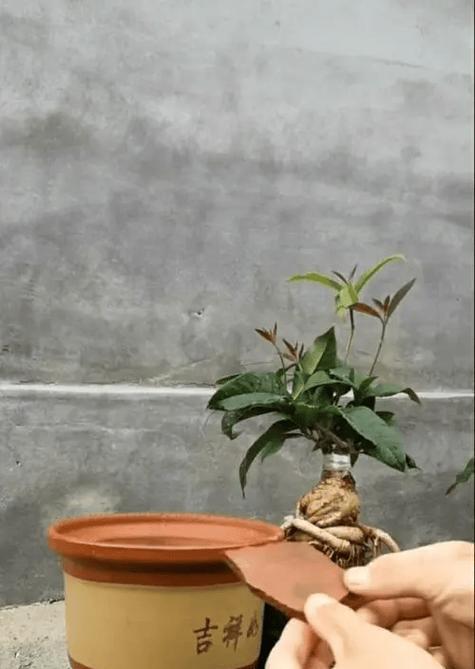 花如何倒盆？倒盆的最佳时机和步骤是什么？
