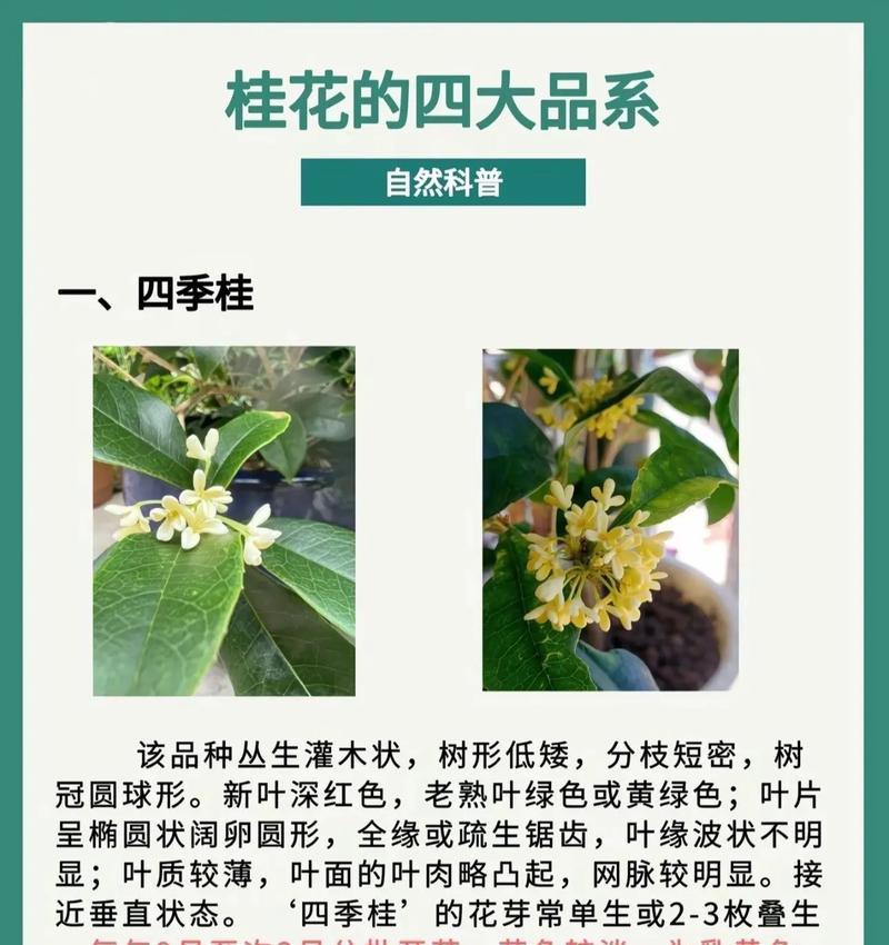 桂花是怎么繁殖的？桂花繁殖的正确方法和步骤是什么？