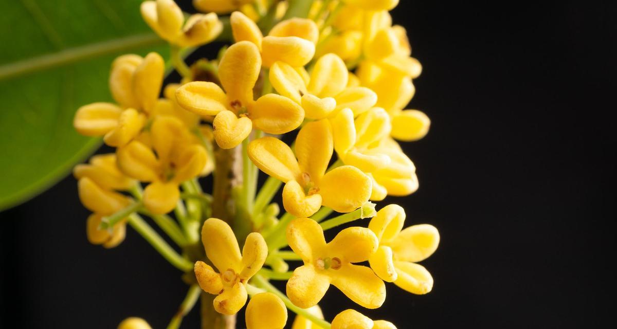 桂花是怎么繁殖的？桂花繁殖的正确方法和步骤是什么？