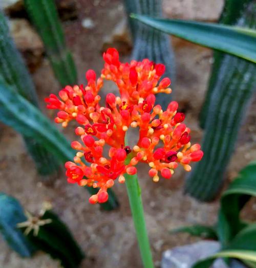 夏天有哪些花卉盛开？