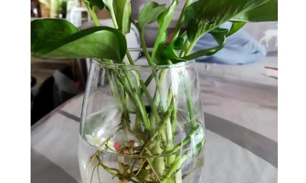 水培绿萝水里放什么？水培绿萝的正确养护方法？