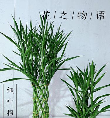 转运竹摆放的风水讲究有哪些？