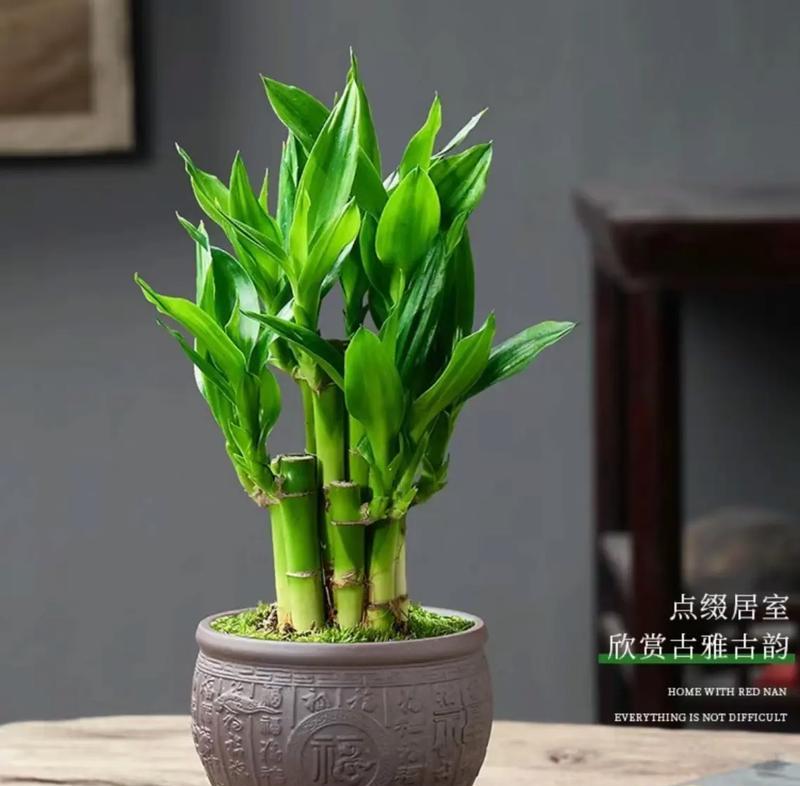转运竹摆放的风水讲究有哪些？