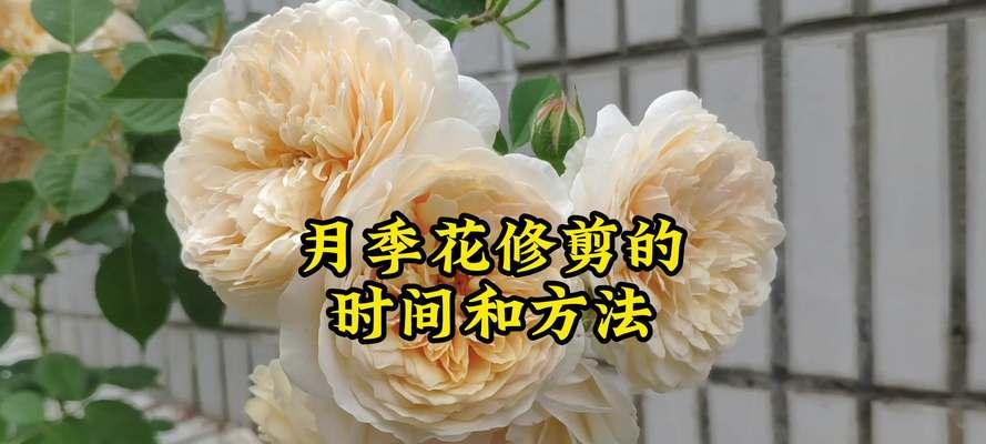玫瑰花修剪的最佳时机和步骤是什么？