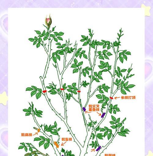 玫瑰花修剪的最佳时机和步骤是什么？