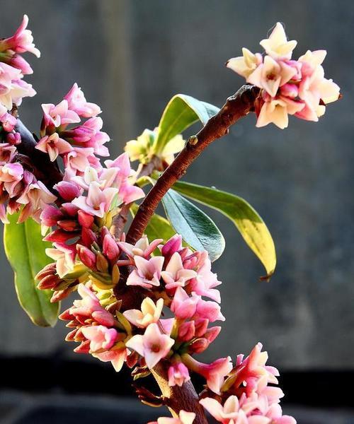 秋冬季节适合种植的花卉有哪些？
