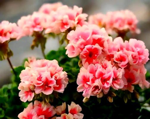 秋冬季节适合种植的花卉有哪些？
