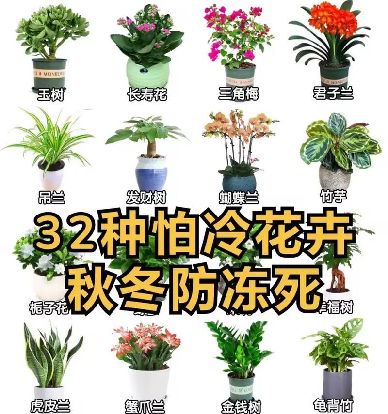 秋冬季节适合种植的花卉有哪些？