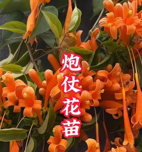 炮仗花扦插方法是什么？多久能生根？