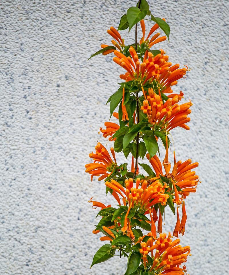 炮仗花扦插方法是什么？多久能生根？