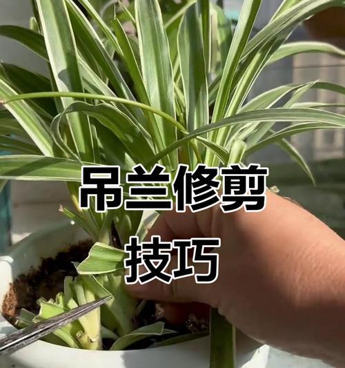 吊兰根部修剪技巧有哪些？修剪后如何促进新根生长？
