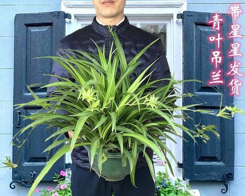 吊兰根部修剪技巧有哪些？修剪后如何促进新根生长？