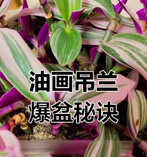 吊兰根部修剪技巧有哪些？修剪后如何促进新根生长？