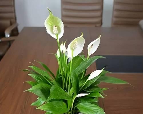 白掌换盆后打蔫怎么恢复？换盆后的正确护理方法是什么？
