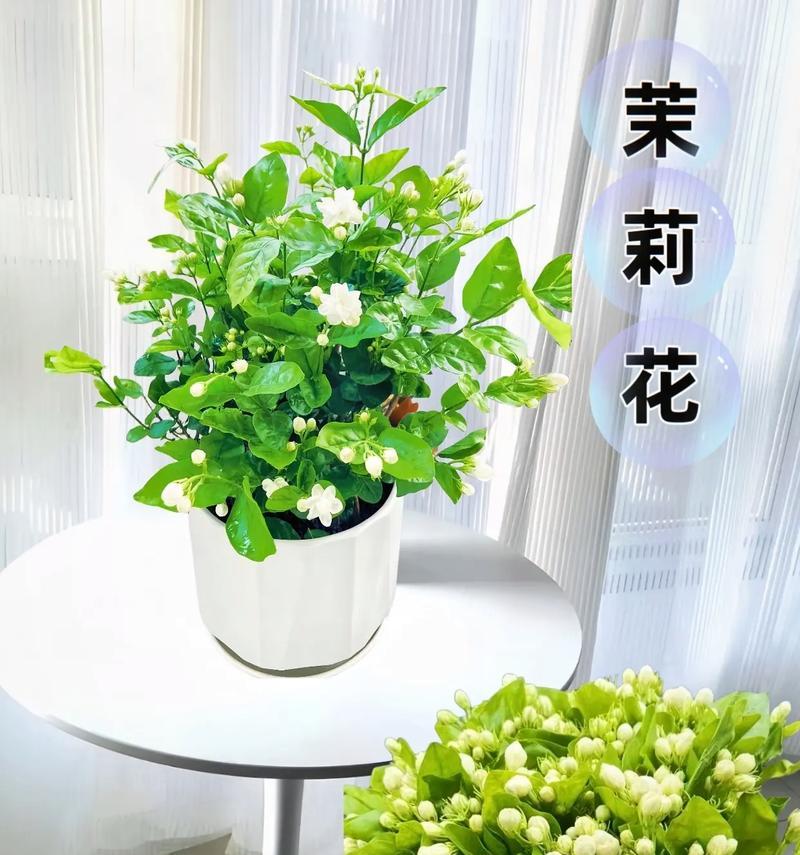怎么室内养花？室内花卉养护的五个小技巧？