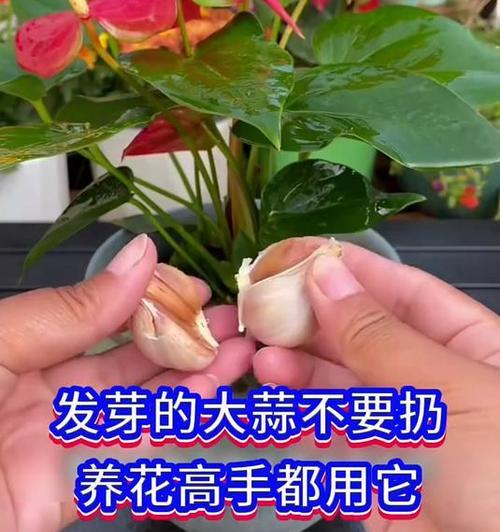 怎么室内养花？室内花卉养护的五个小技巧？