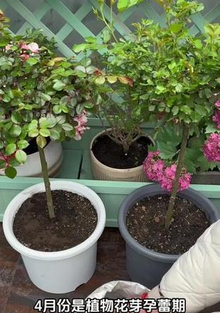 家里养的植物怎么施肥？家庭植物施肥的正确方法是什么？