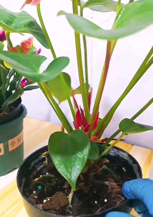 家里养的植物怎么施肥？家庭植物施肥的正确方法是什么？
