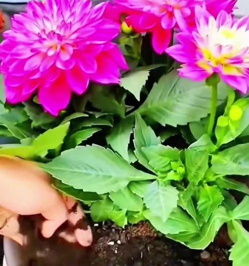 家里养的植物怎么施肥？家庭植物施肥的正确方法是什么？