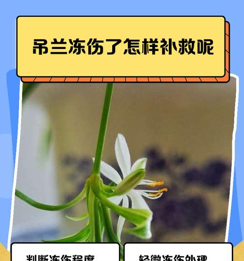 吊兰叶子折断的原因是什么？