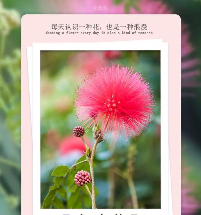 吊萝养殖的正确方法是什么？