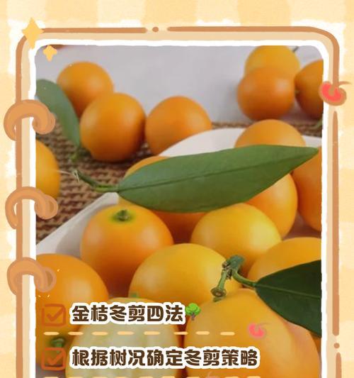 金桔树的修剪和养护方法是什么？