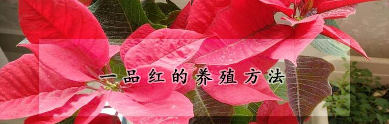 一品红的养殖方法是什么？需要注意什么？