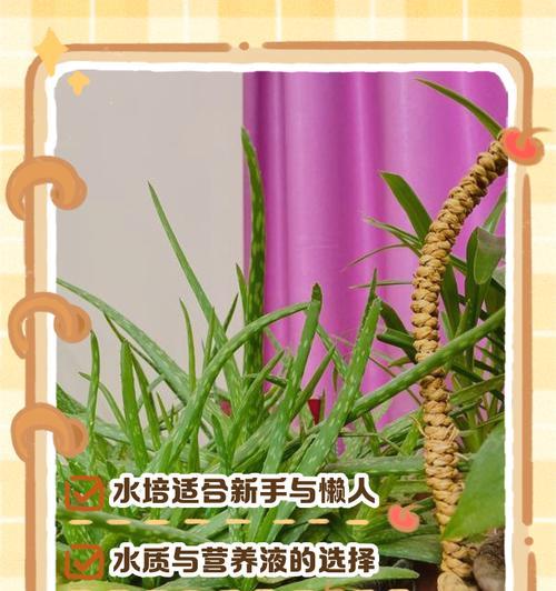 卷柏水培的正确方法是什么？