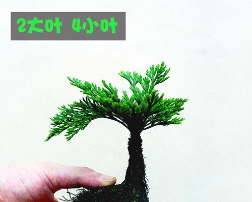 卷柏水培的正确方法是什么？