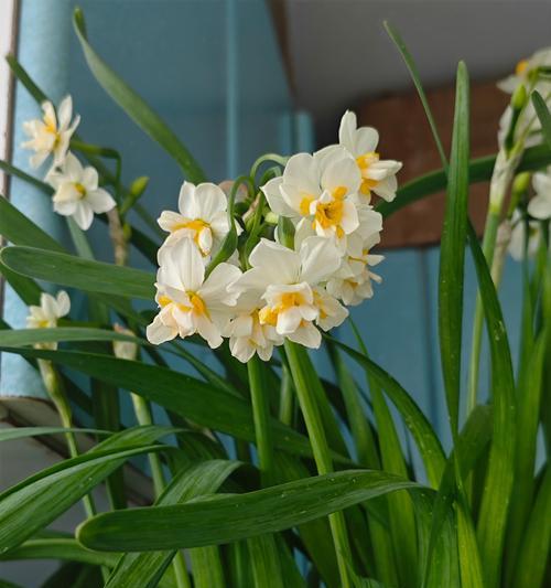 水仙花开花时间：水仙花通常何时开放？