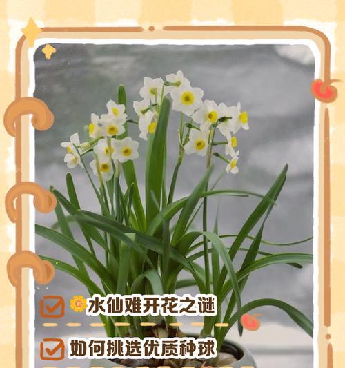 水仙花开花时间：水仙花通常何时开放？