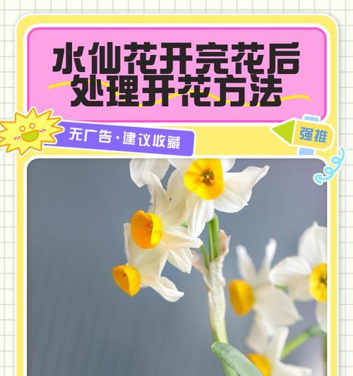 水仙花开花时间：水仙花通常何时开放？