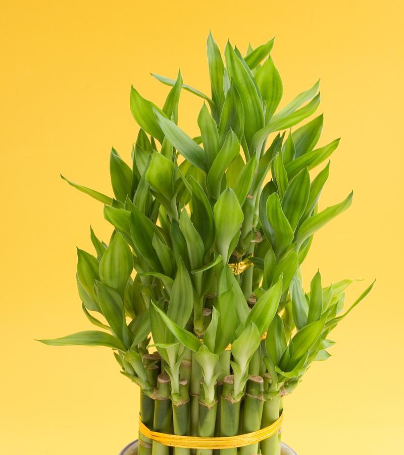 哪些植物适合低光照环境？